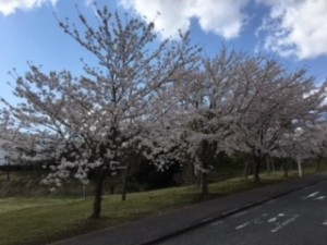 桜４