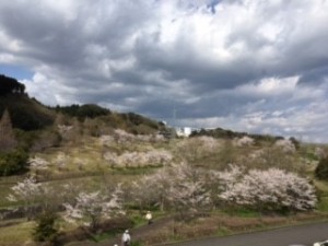 ３桜
