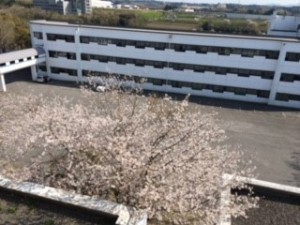 ２桜